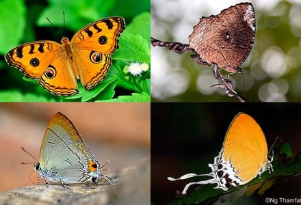 Butterflies of Peninsular Malaysia
