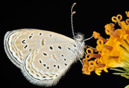 Zizula hylax pygmae, butterfly